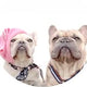 @pepsi_and_maxi_pawfashionista