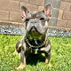 @kash.d.frenchie