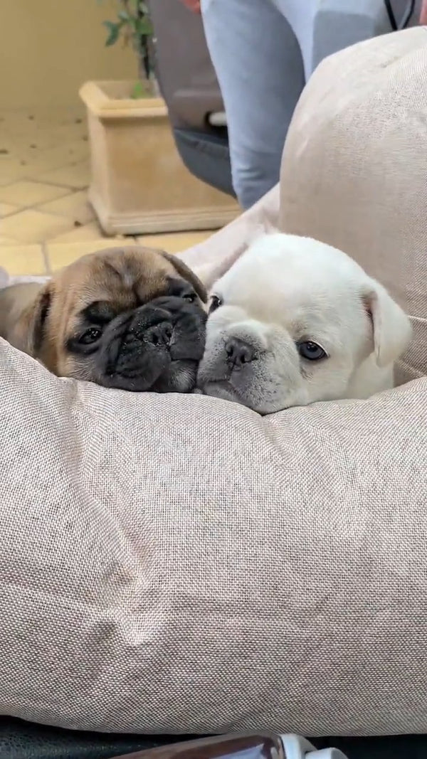 @pepsi_and_maxi_pawfashionista