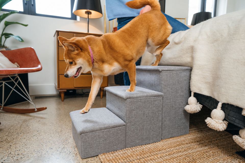 Shiba Inu stepping down grey Pet Awesome dog stairs at home