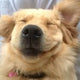 @doggosbeingdoggos