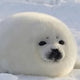 @floofy.frens