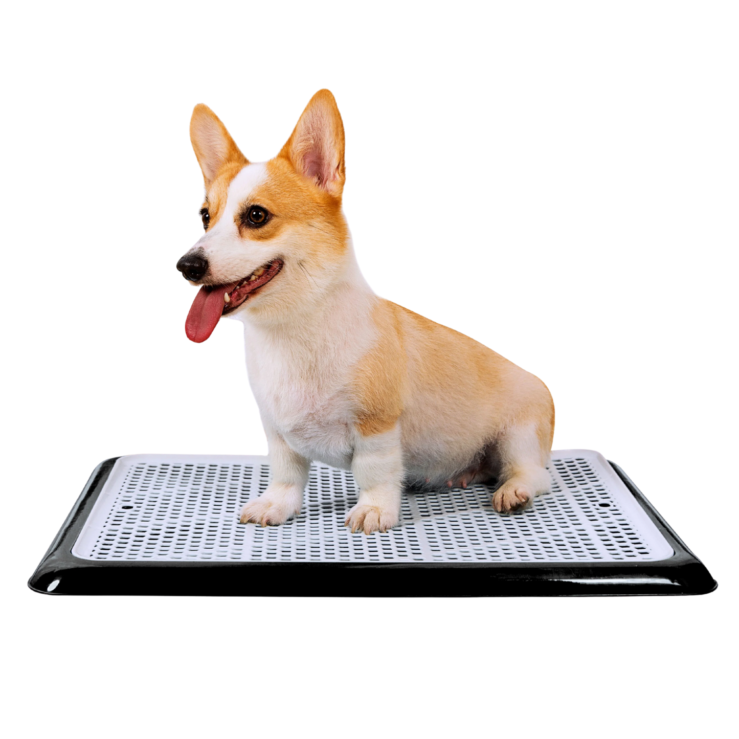 Large dog top potty tray