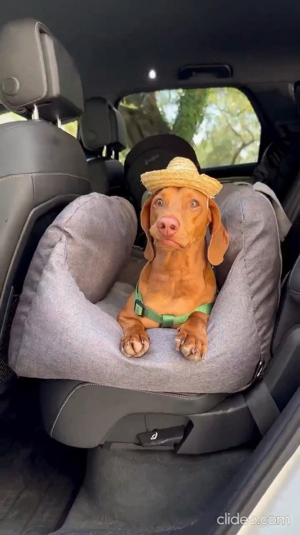 @biscuit.superdog