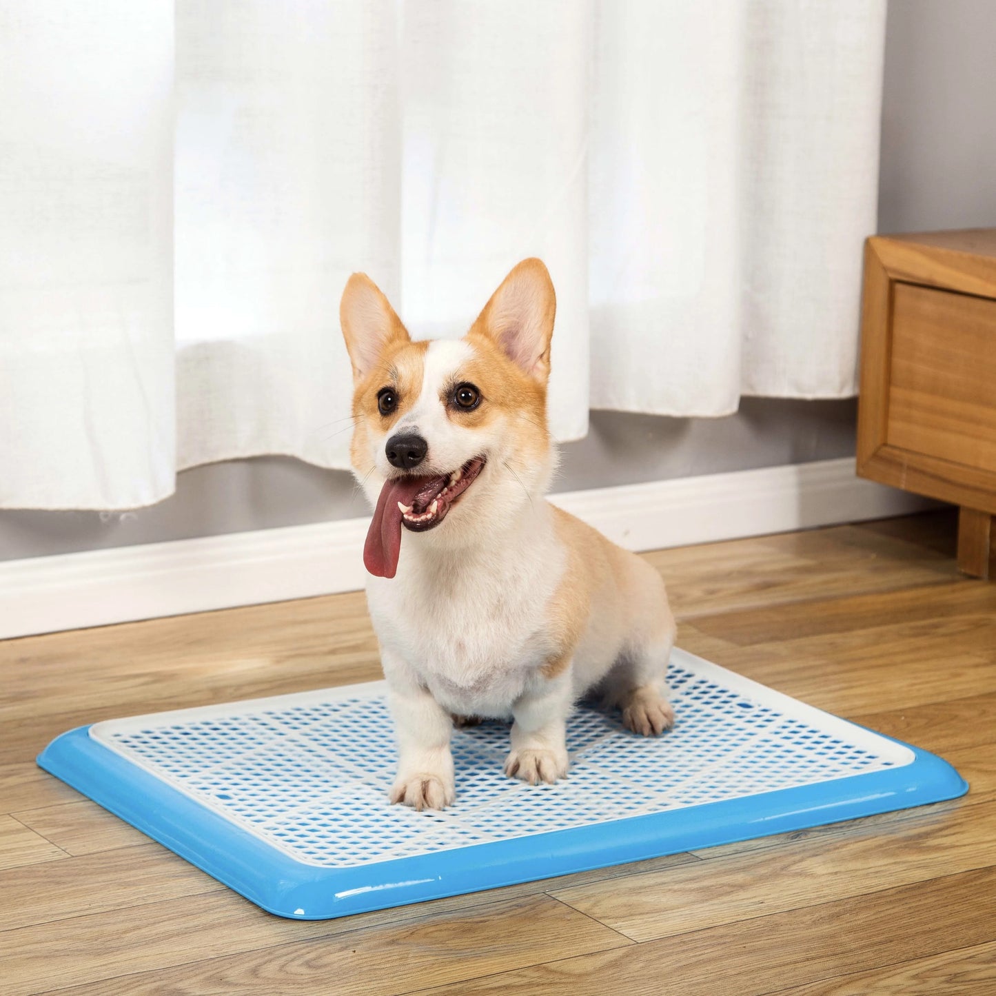 Corgi sitting on blue Pet Awesome indoor potty tray beside curtains