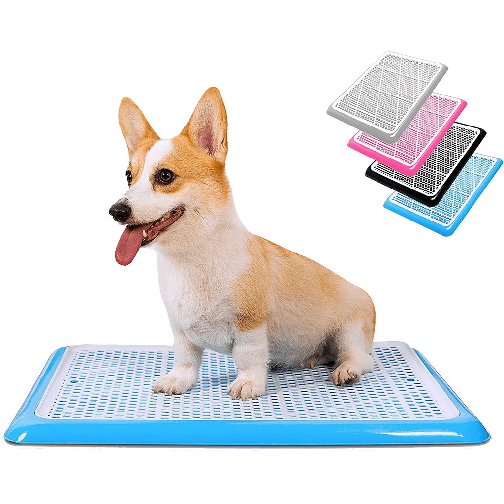 Corgi sitting on blue Pet Awesome dog potty tray with color options pink, black, grey