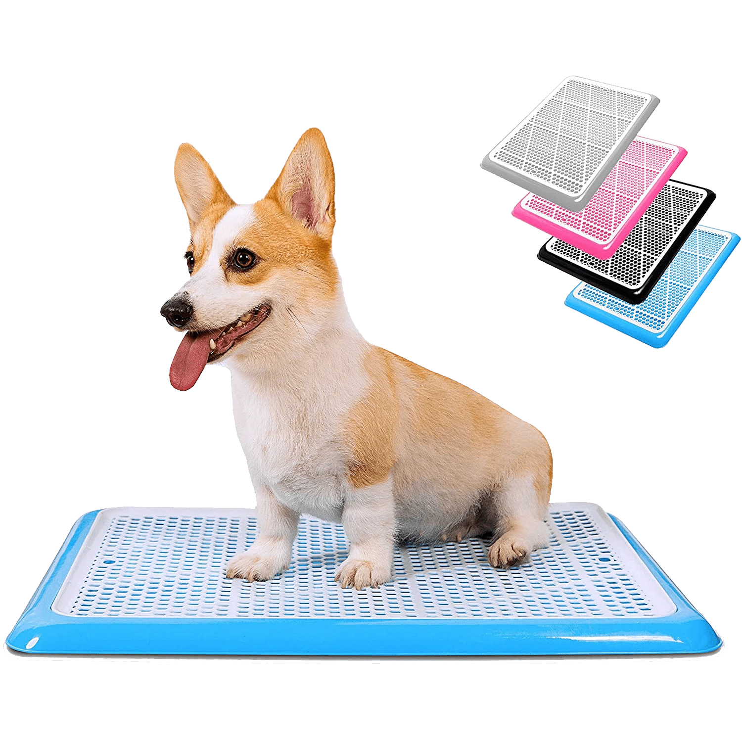 Corgi sitting on blue Pet Awesome dog potty tray with color options pink, black, grey