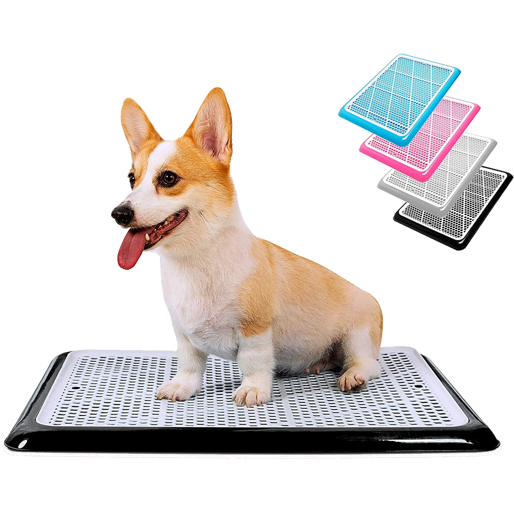 Corgi on Pet Awesome black dog potty tray with additional pink, blue, and white options