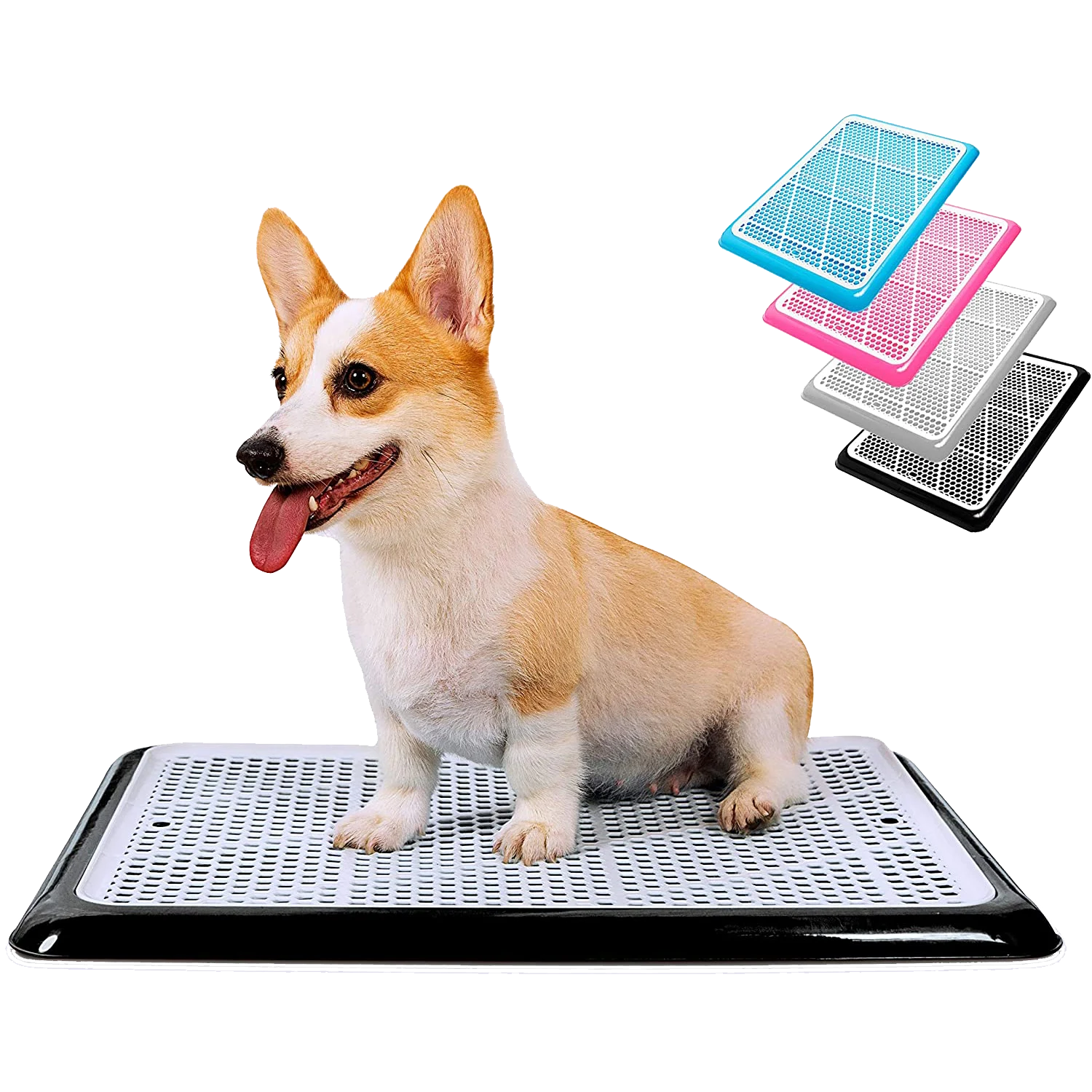 Corgi on Pet Awesome black dog potty tray with additional pink, blue, and white options