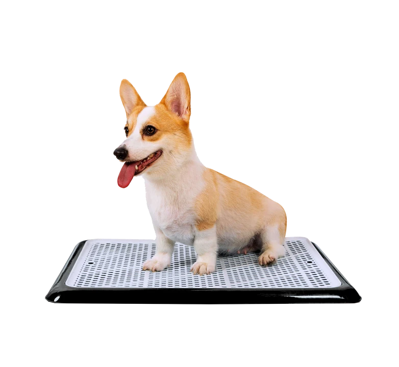 Corgi sitting on Pet Awesome dog potty tray isolated on white background