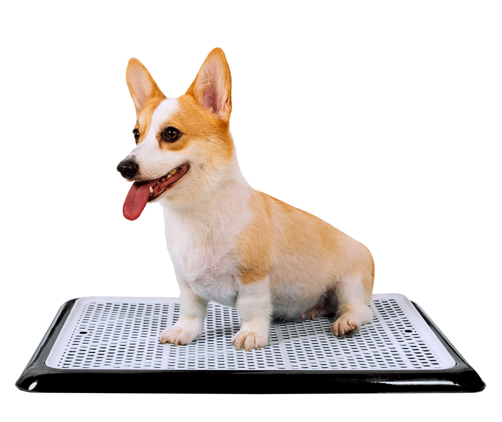 Corgi sitting on Pet Awesome black reusable dog potty tray with mesh top
