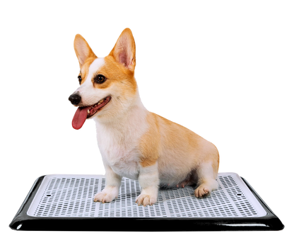 Corgi sitting on Pet Awesome black reusable dog potty tray with mesh top