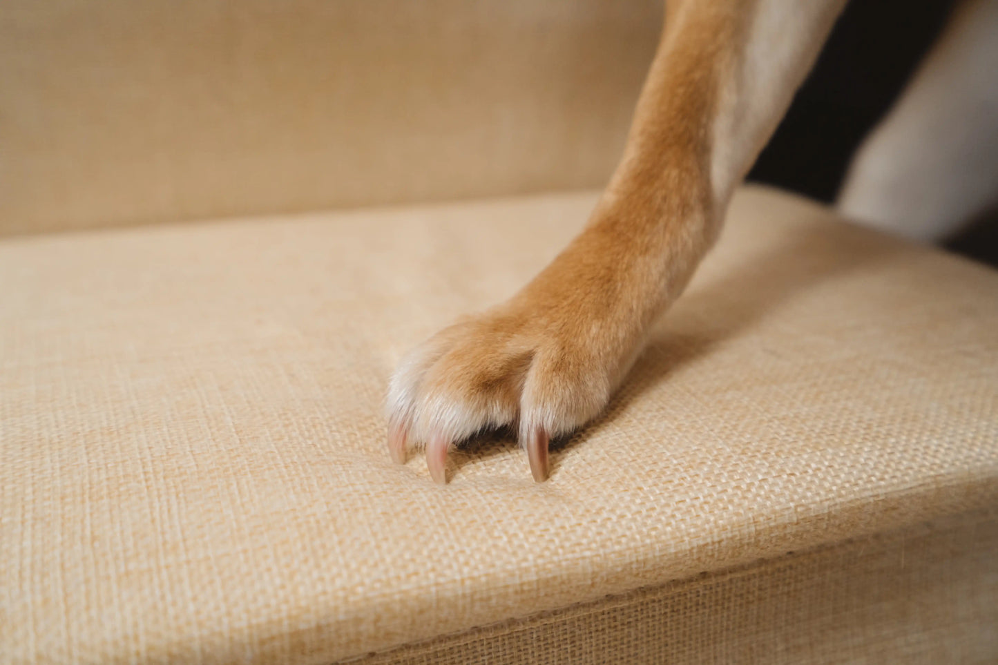 Close-up of dog paw on Pet Awesome beige stairs with textured non-slip surface