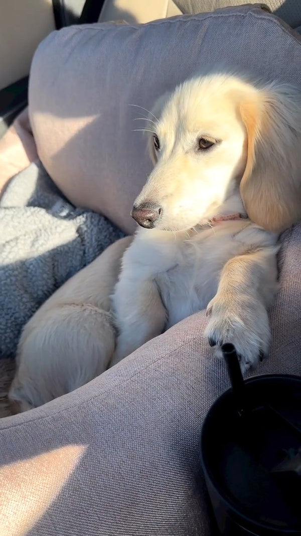 @baileytheburrito
