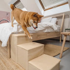 Shiba Inu climbing beige Pet Awesome dog stairs beside bed in cozy bedroom