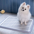 White Pomeranian using Pet Awesome indoor dog potty tray on soft rug