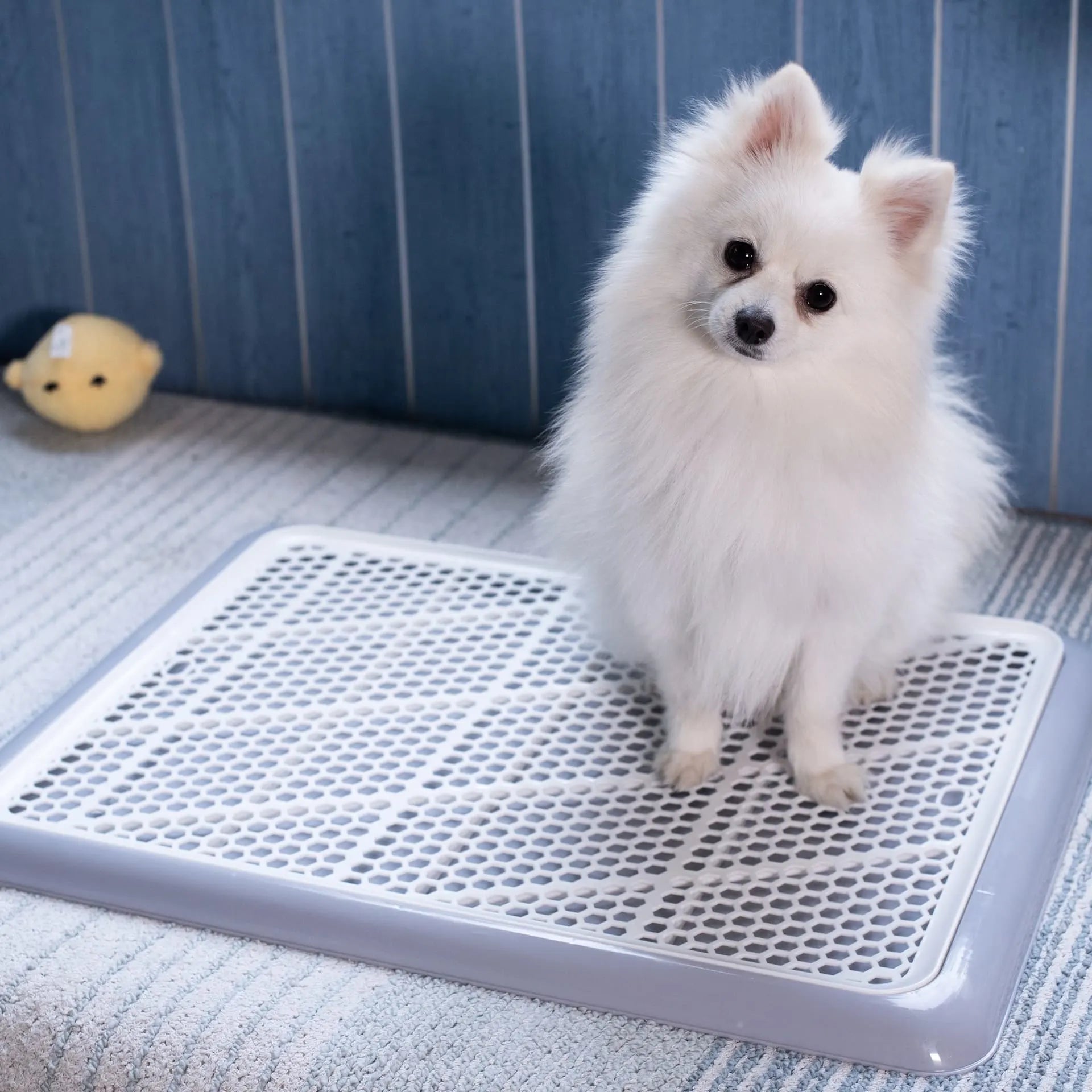 White Pomeranian using Pet Awesome indoor dog potty tray on soft rug